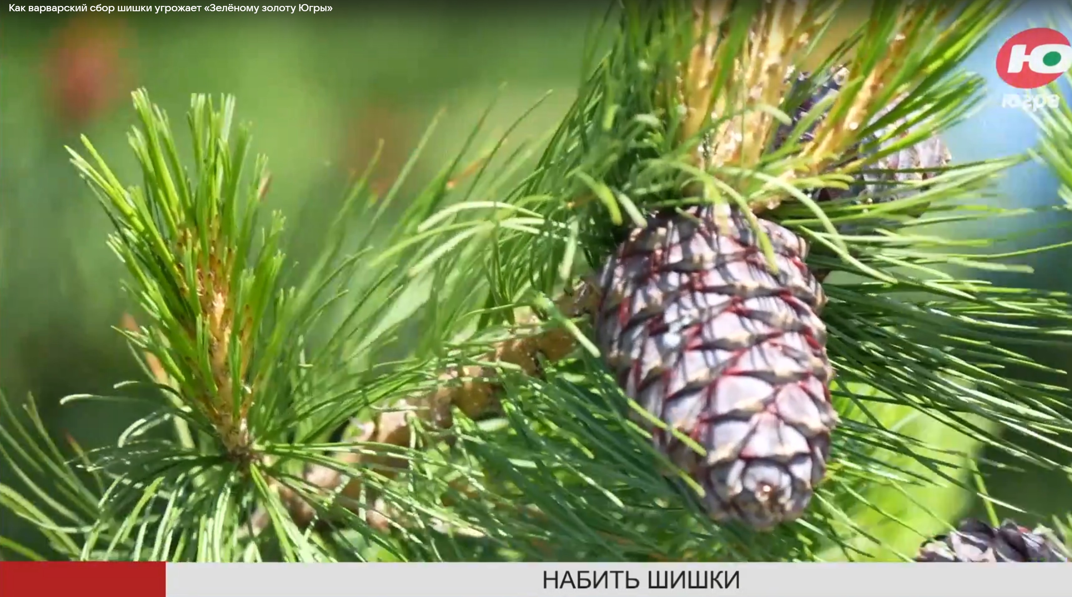 Собирать для себя – можно. Вывозить тоннами – нет